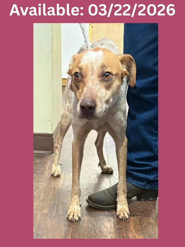 A young medium-sized female Australian Cattle Dog / Blue Heeler dog named Dog Kennel  Lucy for adoption in Greenville, TX