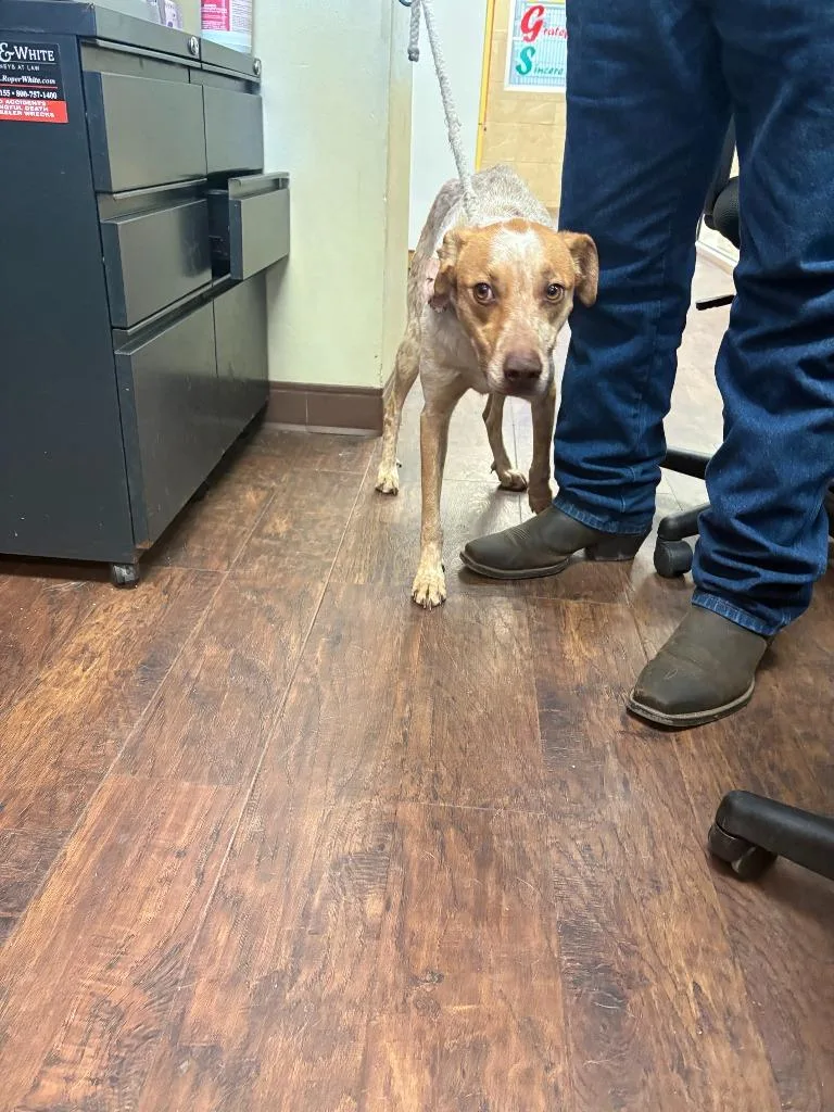 Dog Kennel  Lucy thumbnail 2