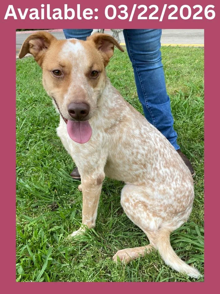 Dog Kennel  Lucy thumbnail 4