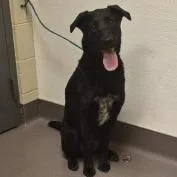 An adult medium-sized female Black Retriever dog named Quiche Lorraine for adoption in Norman, OK