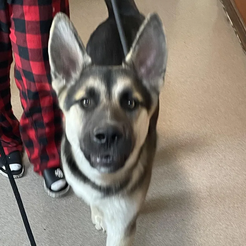 A young small-sized male Black German Shepherd Dog dog named Loki for adoption in Pasadena, CA