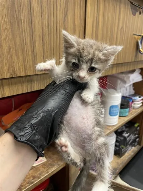 A baby small-sized female Domestic Short Hair cat named Squirt for adoption in Stockton, CA