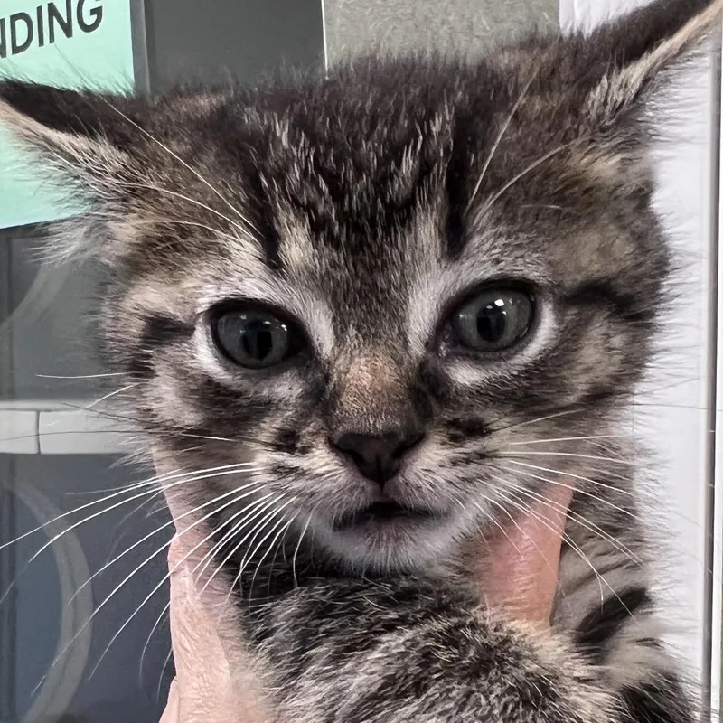 A baby small-sized male Brown / Chocolate Domestic Short Hair cat named Ferris for adoption in Chicago, IL