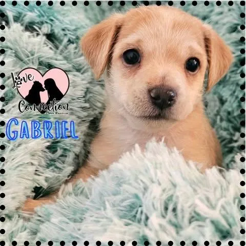 A baby medium-sized male Yellow / Tan / Blond / Fawn Poodle dog named Gabriel for adoption in Gilbert, AZ