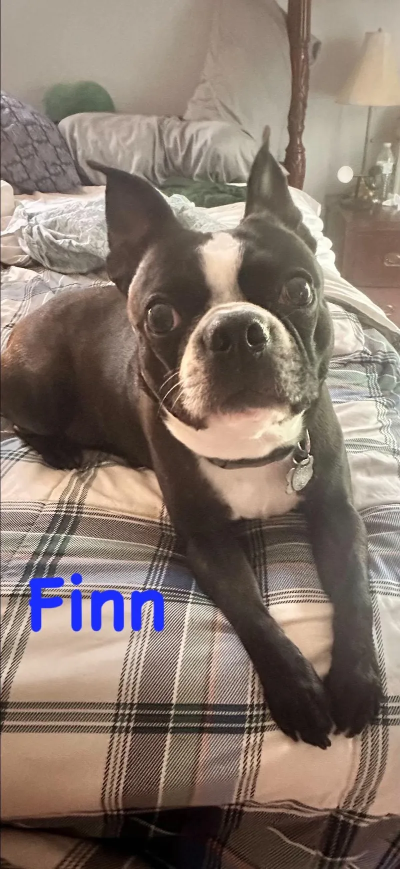 Finn of Nola and