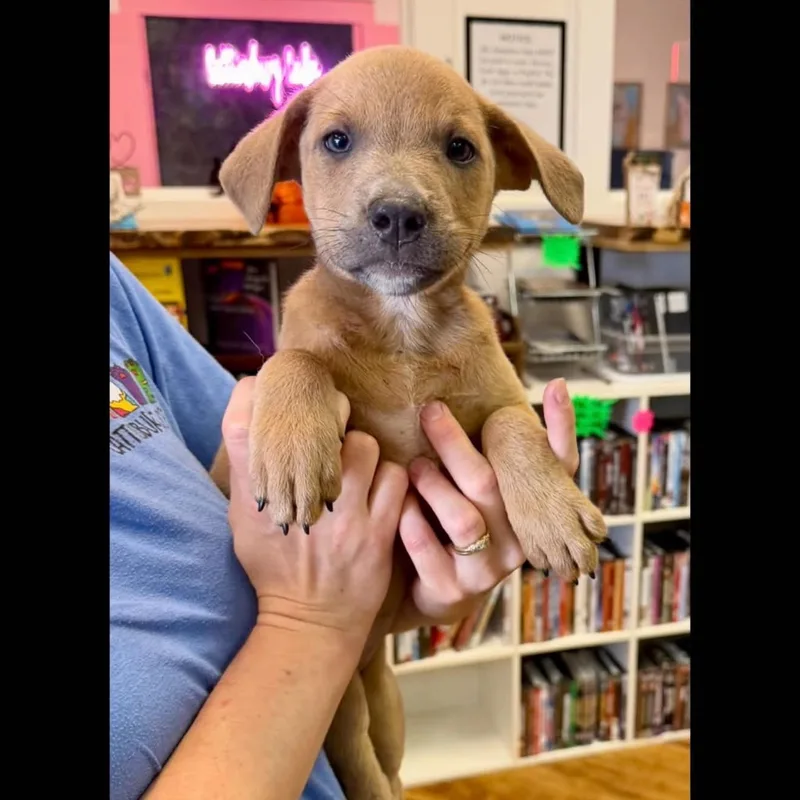 A baby medium-sized male Labrador Retriever dog named Bambi for adoption in Semmes, AL