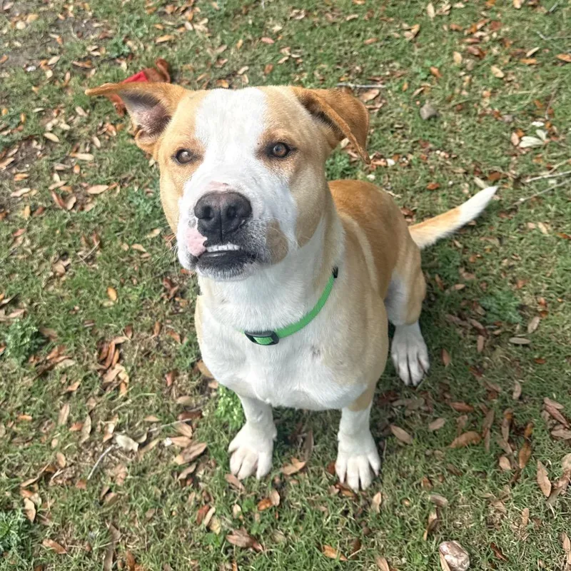 Maximus thumbnail 5