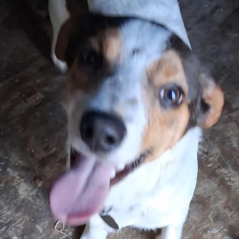 A young small-sized male Brindle Chihuahua dog named Chill for adoption in West Plains, MO