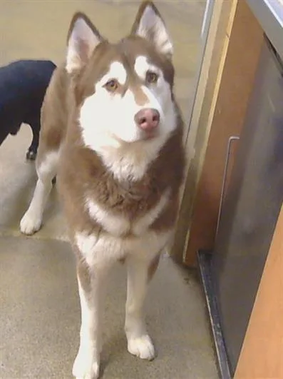 A young large-sized female Siberian Husky dog named Soleil for adoption in Sacramento, CA