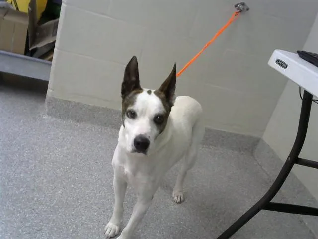 An adult medium-sized male Dutch Shepherd dog named Breaden for adoption in Pasadena, TX