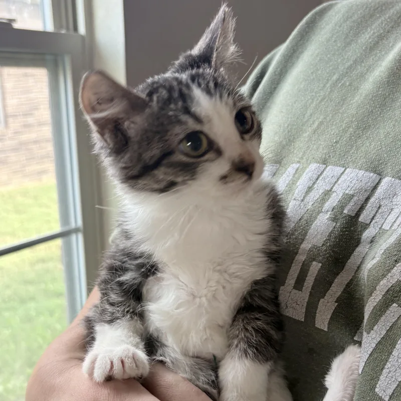 A baby medium-sized male Domestic Short Hair cat named Louie for adoption in Colcord, OK