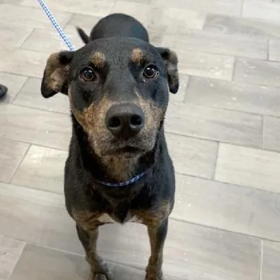 An adult medium-sized female Coonhound dog named Margaret for adoption in Nevada, MO