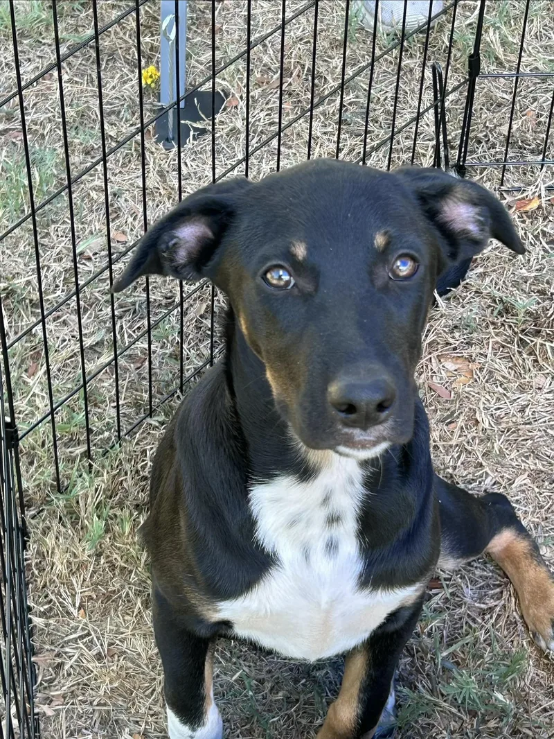 A baby medium-sized male Tricolor (Brown, Black, & White) Rottweiler dog named Snyder for adoption in Texarkana, TX