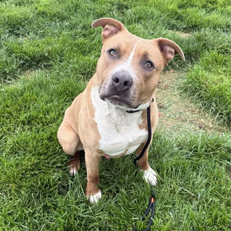 An adult large-sized male Apricot / Beige Pit Bull Terrier dog named Dash for adoption in Springfield, MO