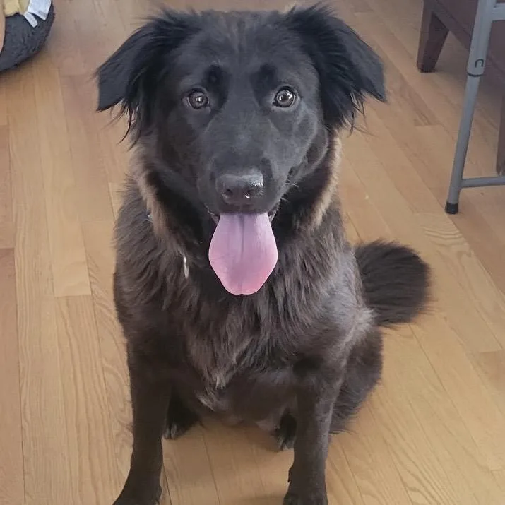 A young medium-sized female Black Mixed Breed dog named Anna for adoption in Skokie, IL