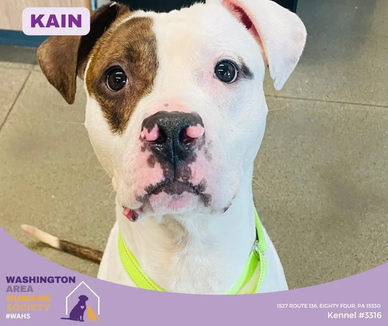 An adult medium-sized male White / Cream Pit Bull Terrier dog named Kain for adoption in Eighty Four, PA