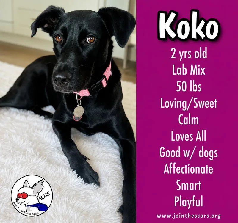 A young medium-sized female Black Labrador Retriever dog named Koko for adoption in Glendora, CA