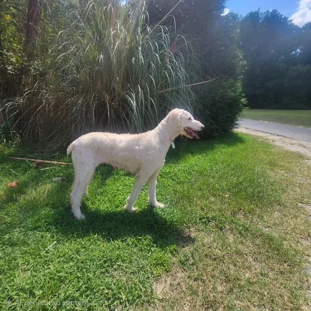 Tasha