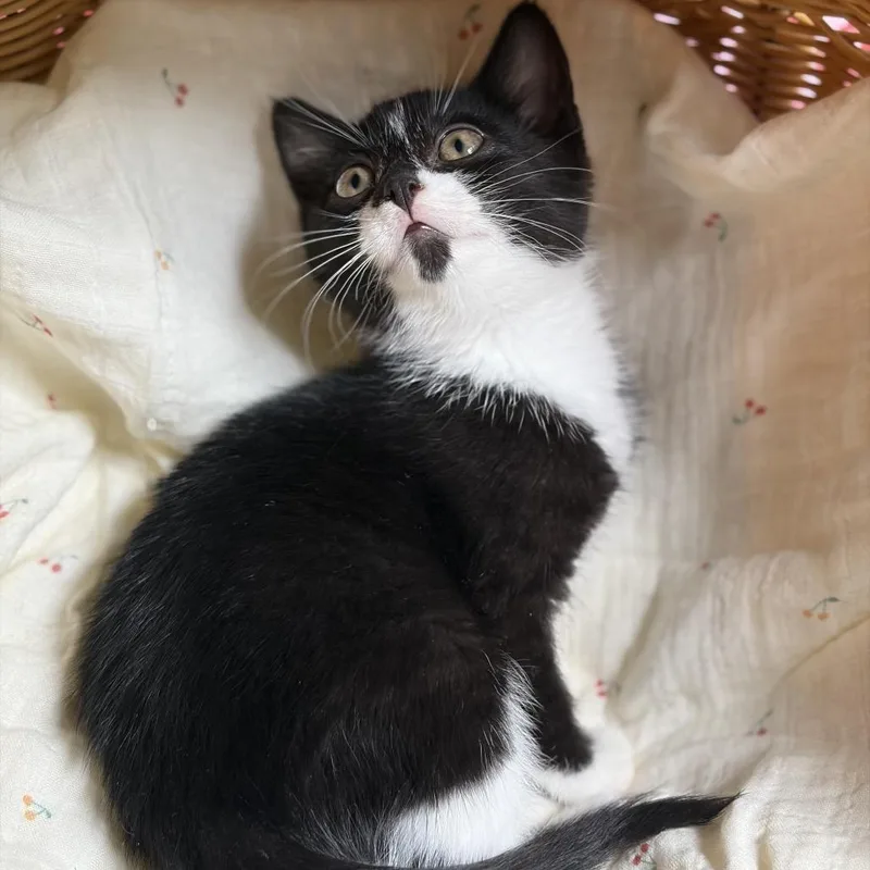 A baby small-sized female Black Domestic Short Hair cat named Peach Soda for adoption in Middle Village, NY