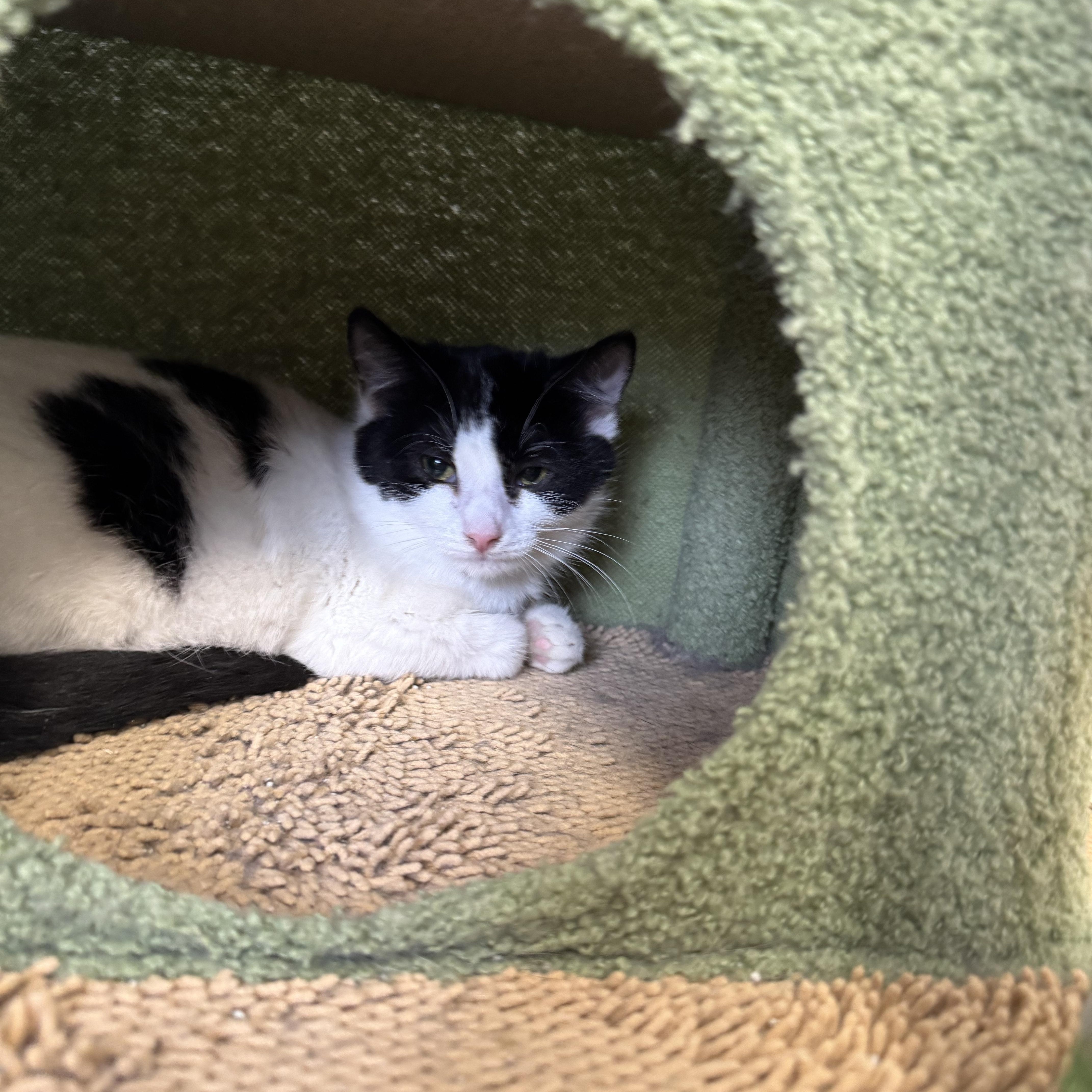 A baby medium-sized female Domestic Short Hair cat named Buttercup for adoption in Salem, OH