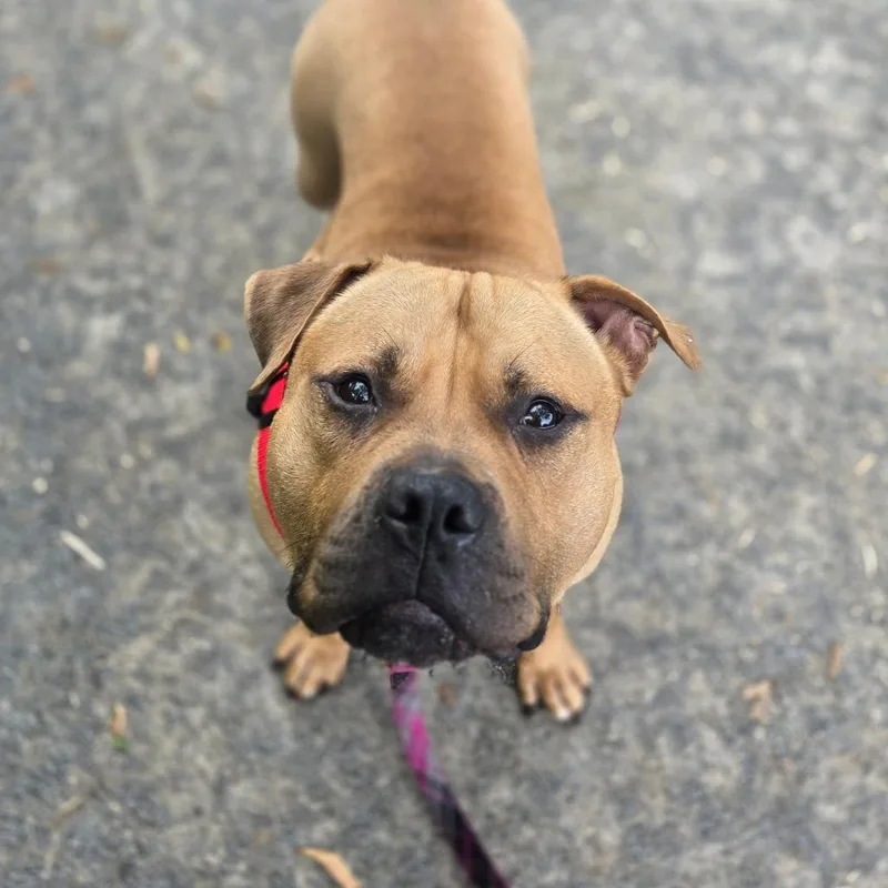 An adult large-sized male Mixed Breed dog named Anubis for adoption in Fairport, NY