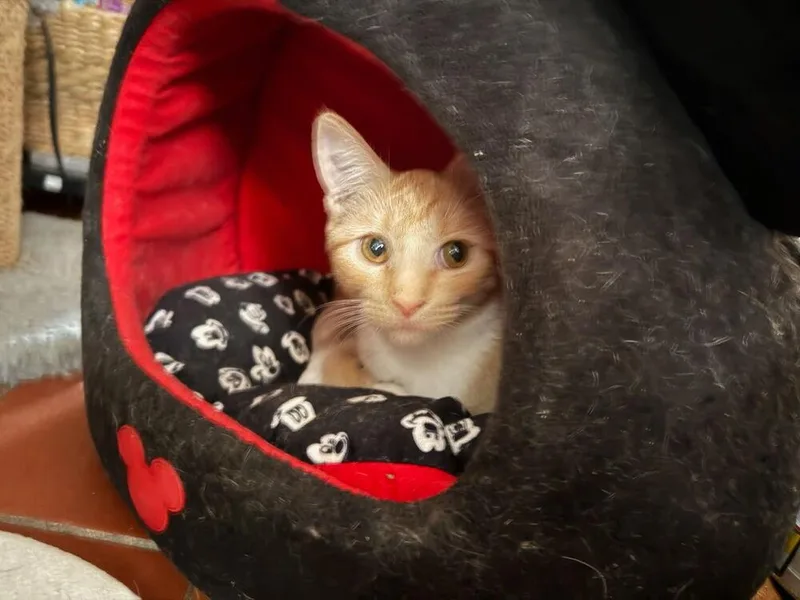 Coy Coral thumbnail 3