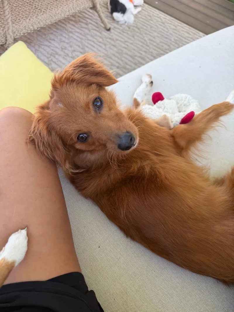 A young small-sized female Red / Chestnut / Orange Dachshund (Long Haired) dog named Sadie for adoption in Wadsworth, OH