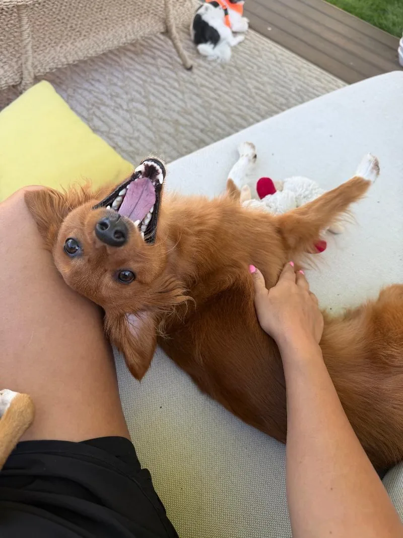 Sadie thumbnail 2