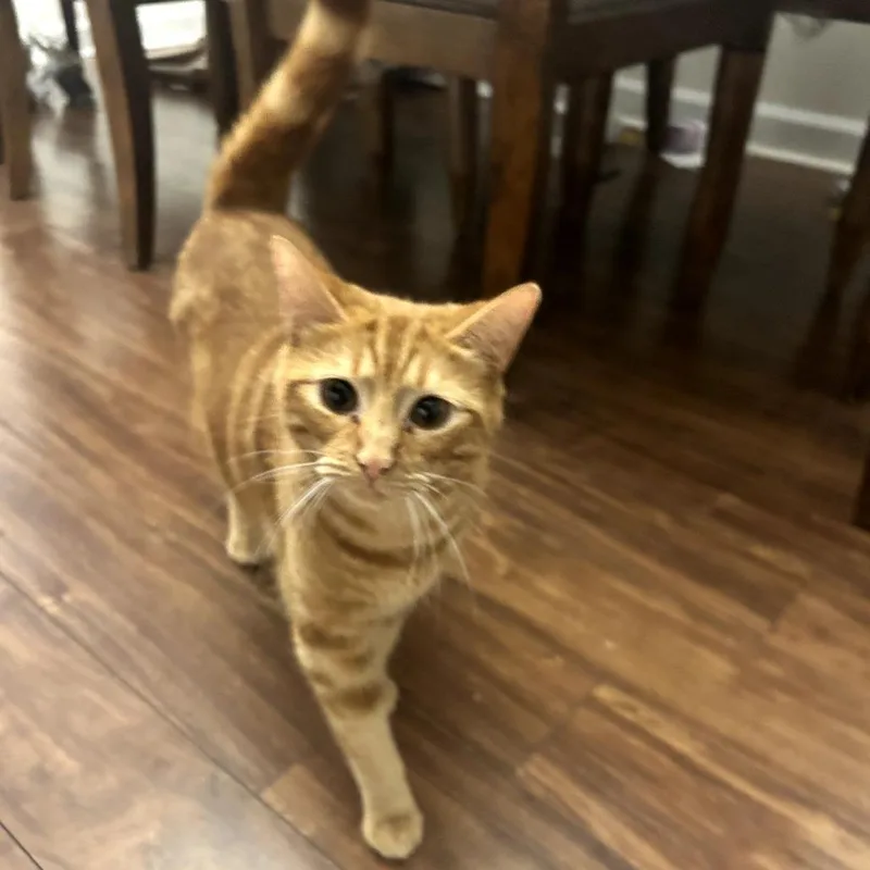 A young small-sized female Orange / Red Domestic Short Hair cat named Clementine @PAWZ pet cafe for adoption in Carmel, IN