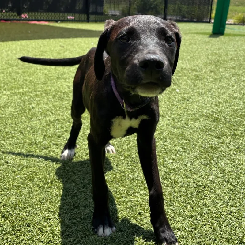 A baby medium-sized male Black Mixed Breed dog named Labradorite for adoption in Washington Township, OH