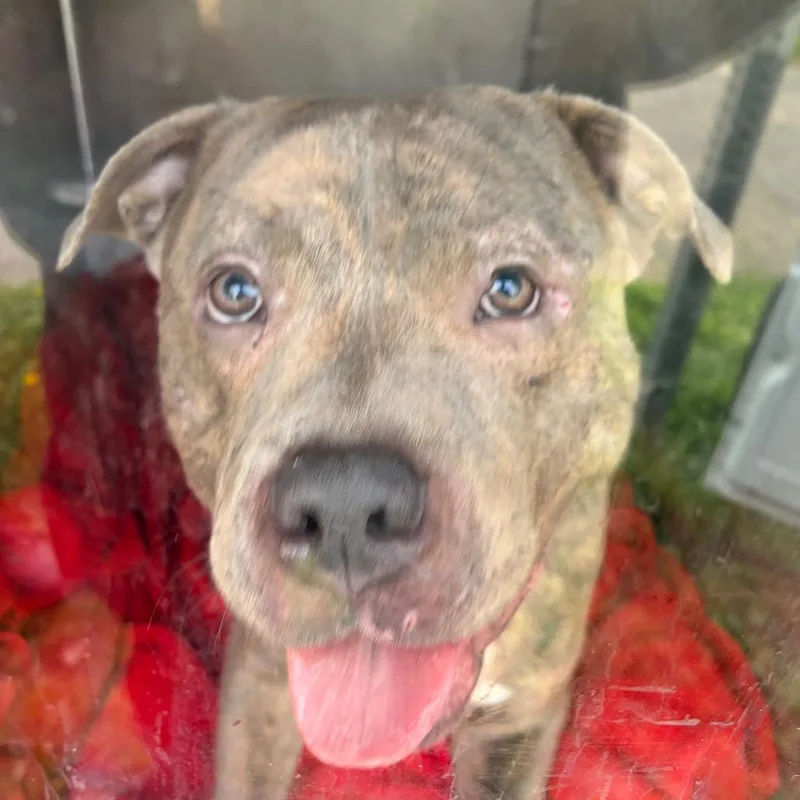 An adult medium-sized male Brindle Mixed Breed dog named Clarence Clemons for adoption in Philadelphia, PA