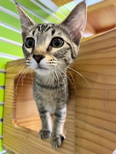 A young small-sized female Tabby (Brown / Chocolate) Domestic Short Hair cat named Misu for adoption in Tyler, TX