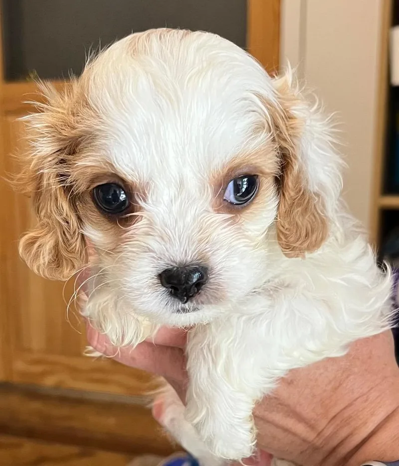 A baby small-sized female Poodle dog named Noreen for adoption in Thompson Falls, MT