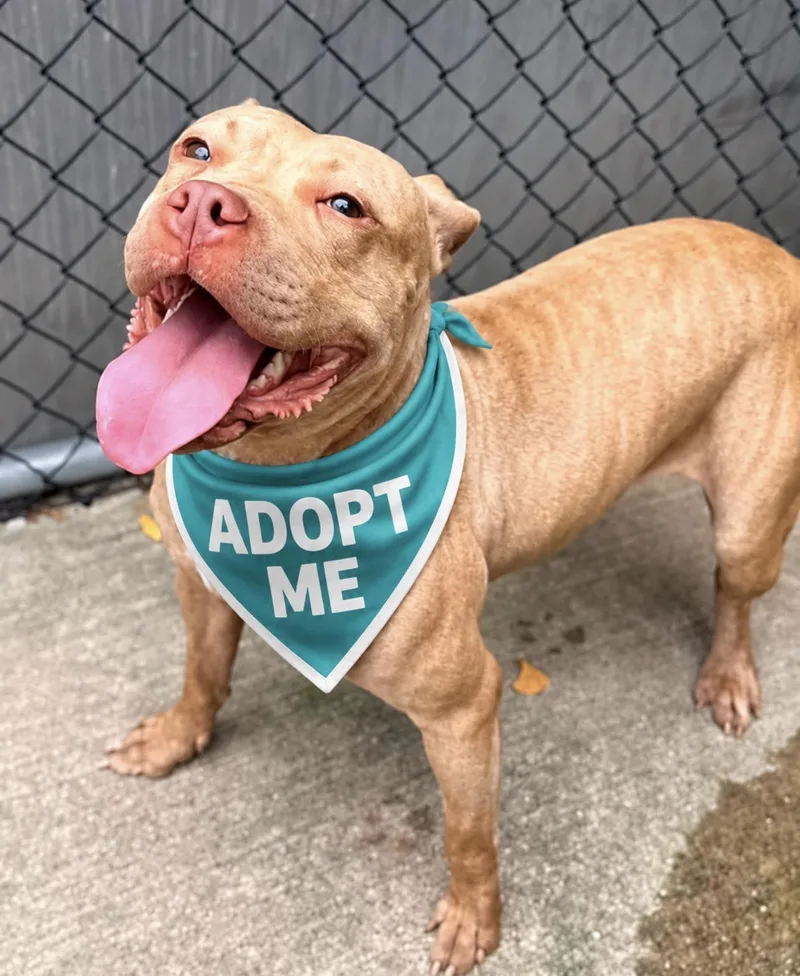 An adult medium-sized female Brown / Chocolate Pit Bull Terrier dog named Sweet Tart for adoption in Chicago, IL