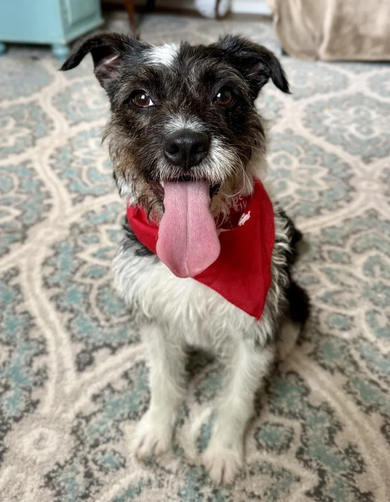 An adult medium-sized female Tricolor (Brown, Black, & White) Terrier dog named Delilah for adoption in San Leon, TX