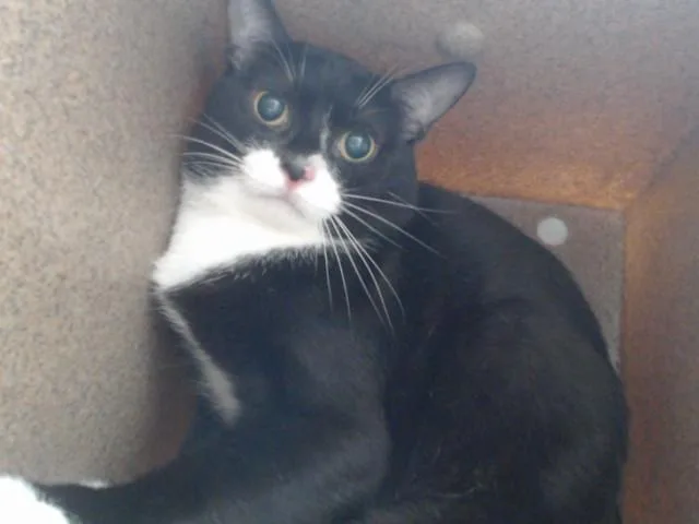 An adult small-sized female Domestic Short Hair cat named A for adoption in Orlando, FL