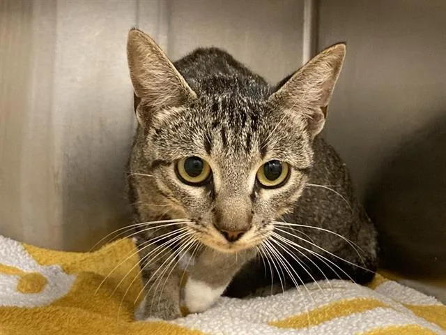 A young small-sized female Domestic Short Hair cat named Vicky for adoption in Tustin, CA