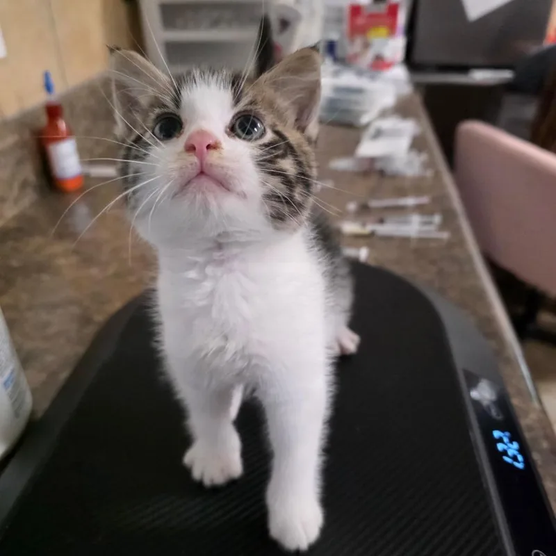 A baby small-sized male Gray / Blue / Silver Domestic Medium Hair cat named Tumbly for adoption in Eureka Springs, AR