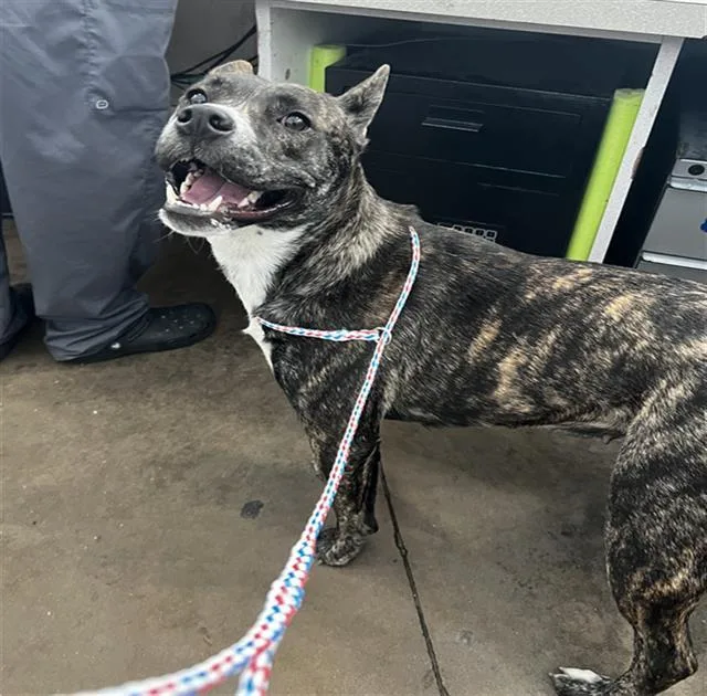 A young large-sized female Mixed Breed dog named Jordan for adoption in Dallas, TX