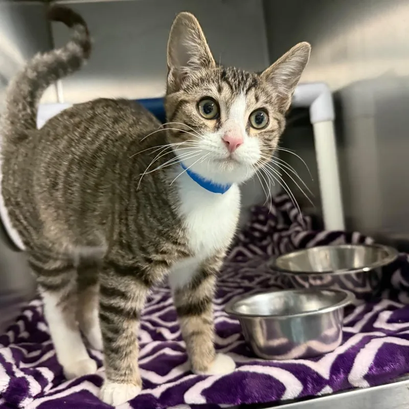 A baby small-sized male Brown / Chocolate Domestic Short Hair cat named Turner for adoption in Lakeland, FL