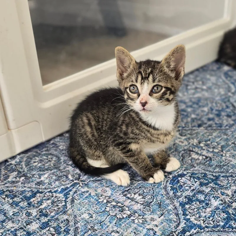 A baby small-sized female Brown / Chocolate Domestic Short Hair cat named Adriana for adoption in East Hanover, NJ
