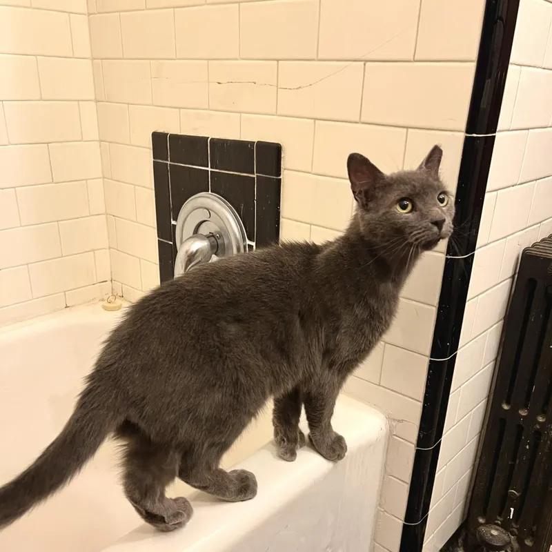 A senior small-sized male Gray / Blue / Silver Domestic Short Hair cat named Gillettehades for adoption in Reisterstown, MD