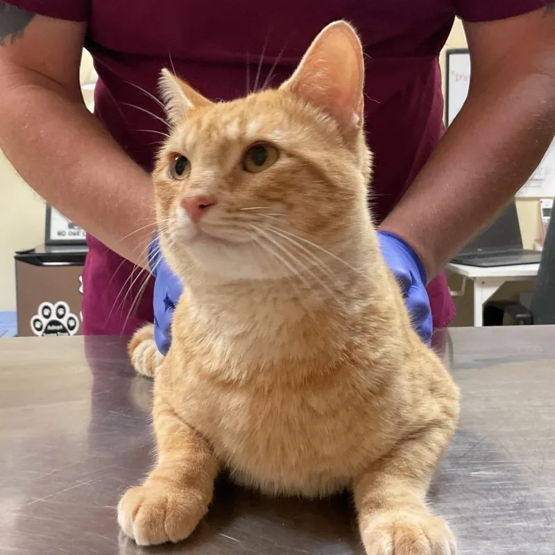 An adult medium-sized male Orange / Red Domestic Short Hair cat named Milo for adoption in Monroe, LA