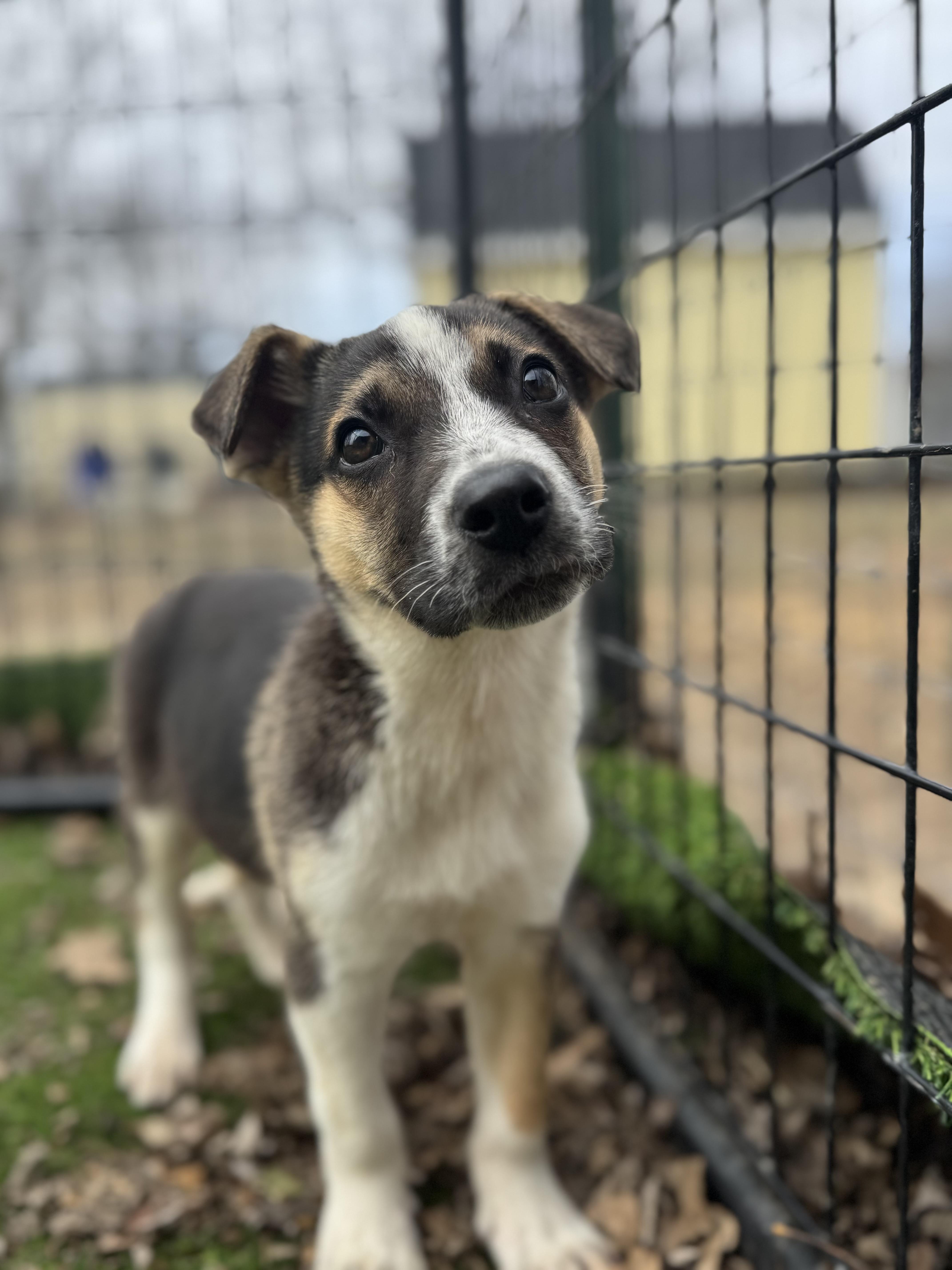 Oj! Sweet Shy Boy thumbnail 2