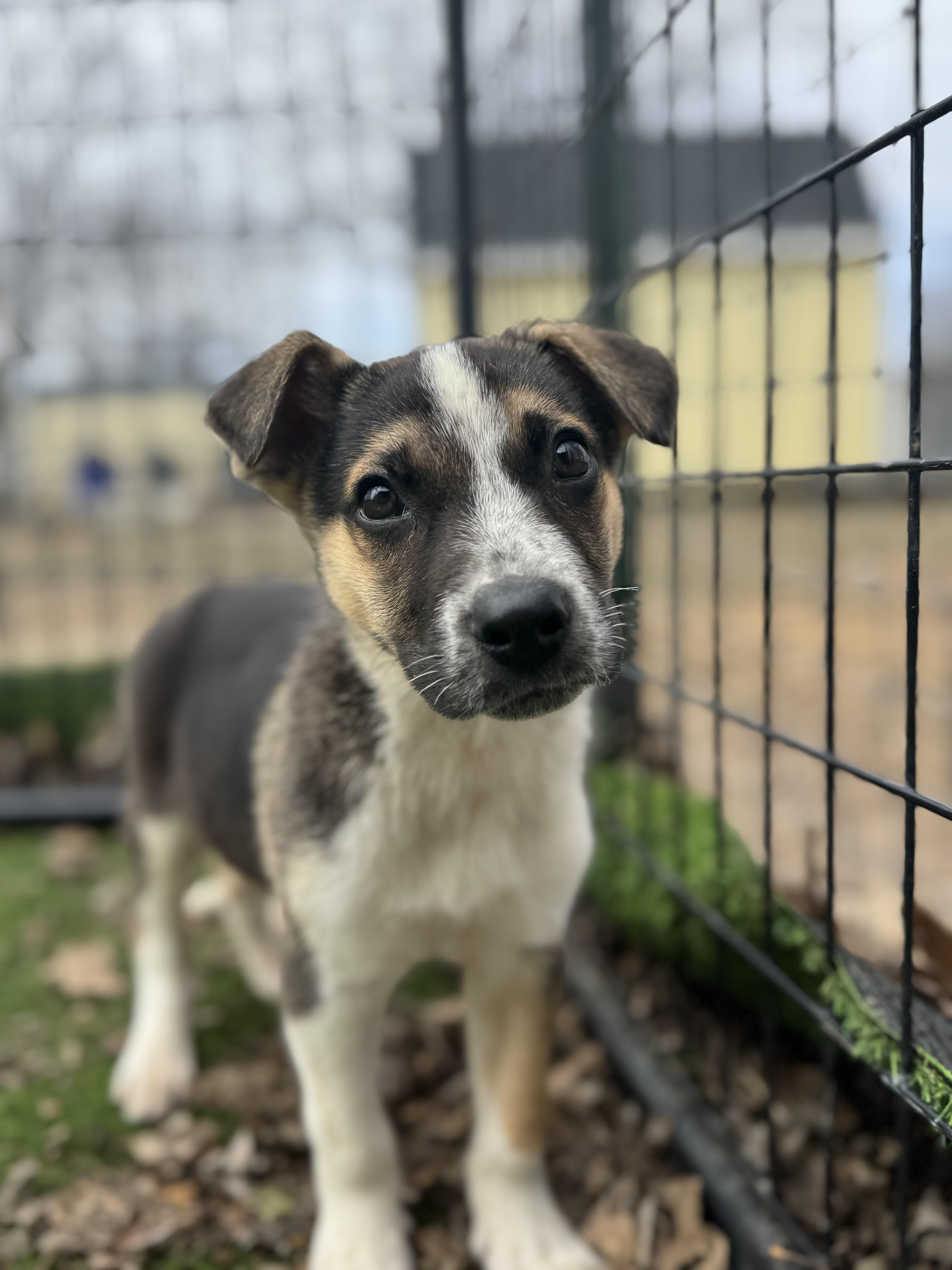 Oj! Sweet Shy Boy thumbnail 3