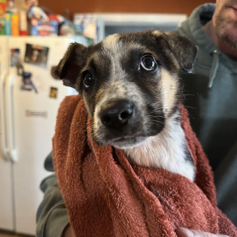 Oj! Sweet Shy Boy thumbnail 4