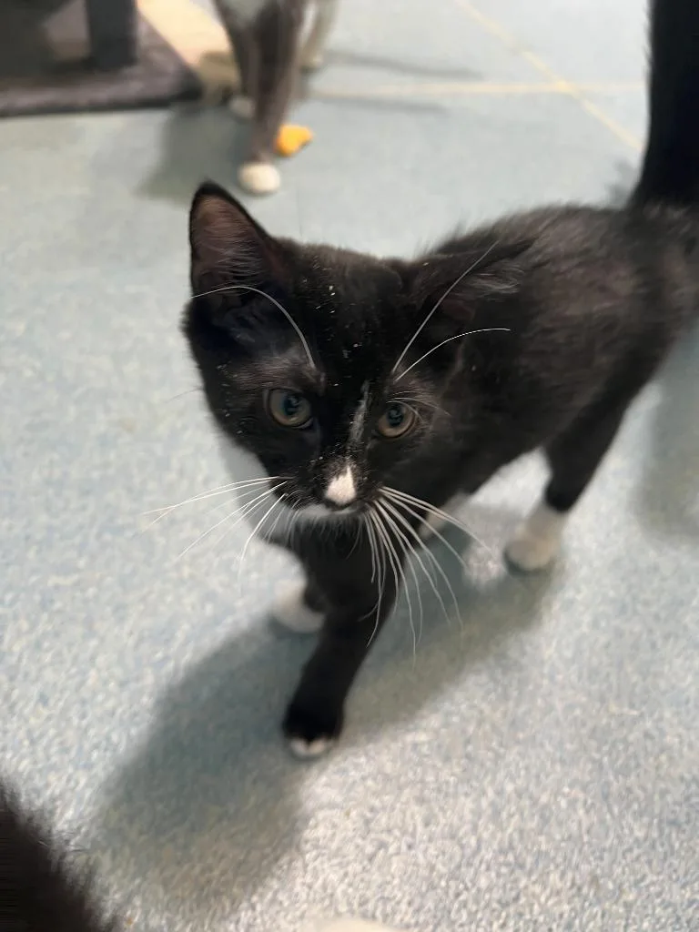 A young medium-sized female Black & White / Tuxedo Domestic Short Hair cat named Sparrow for adoption in Berryville, VA