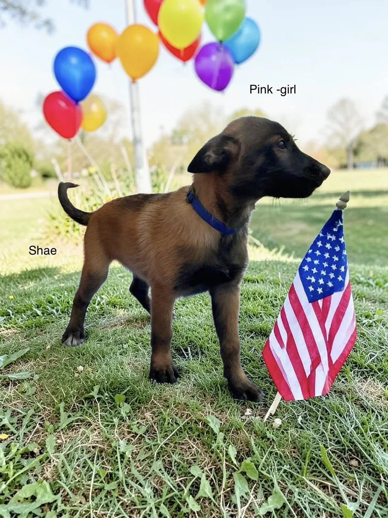 A baby medium-sized female Belgian Shepherd / Malinois dog named Shae for adoption in Rome, GA