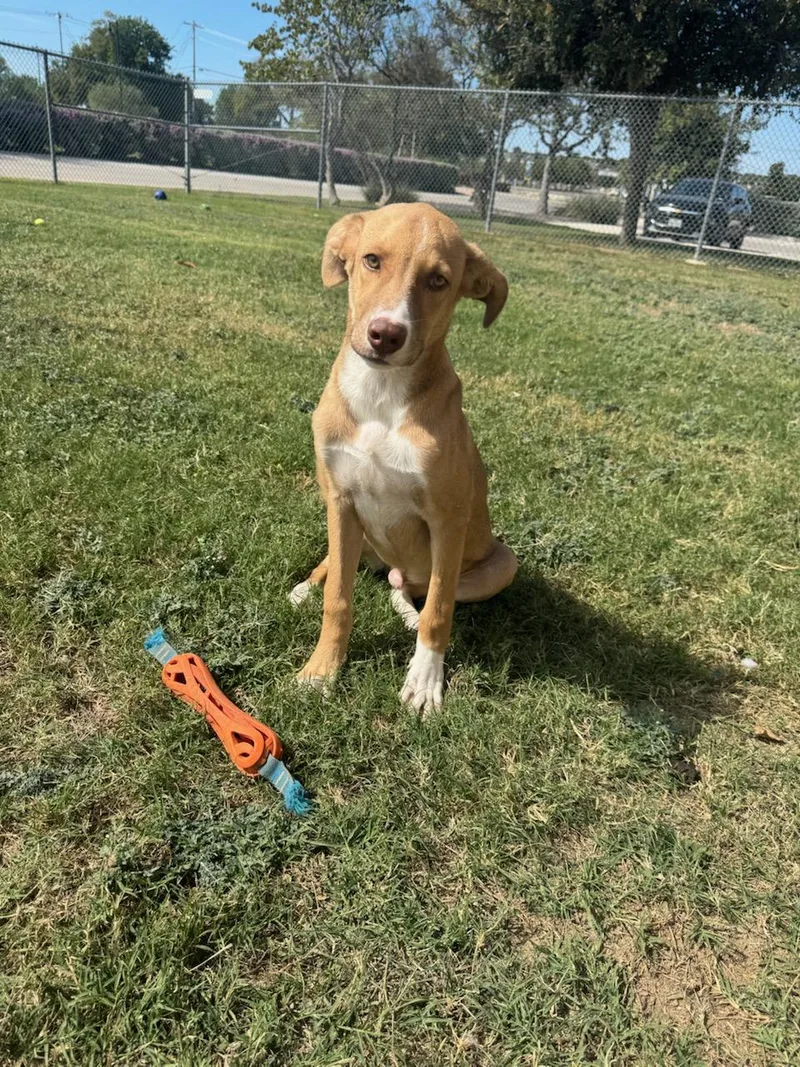 A young medium-sized male Mixed Breed dog named Nacho for adoption in Schertz, TX