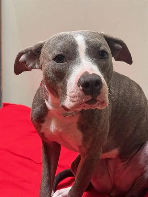 A young medium-sized female Pit Bull Terrier dog named Scope for adoption in Santa Maria, CA